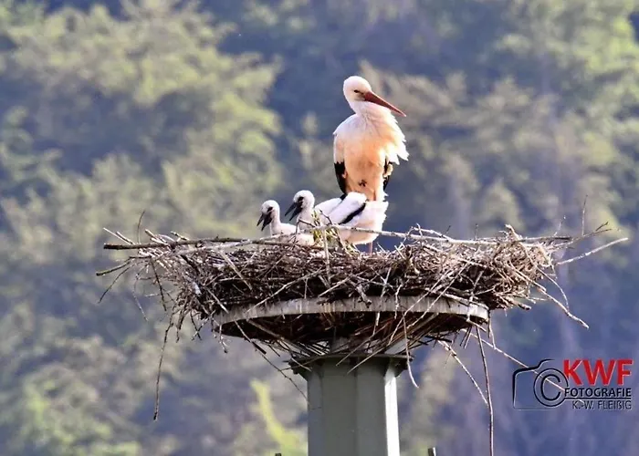 Apartman Storchennest Eisfeld